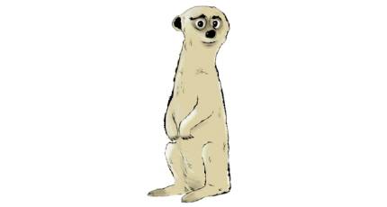 Meerkat Image